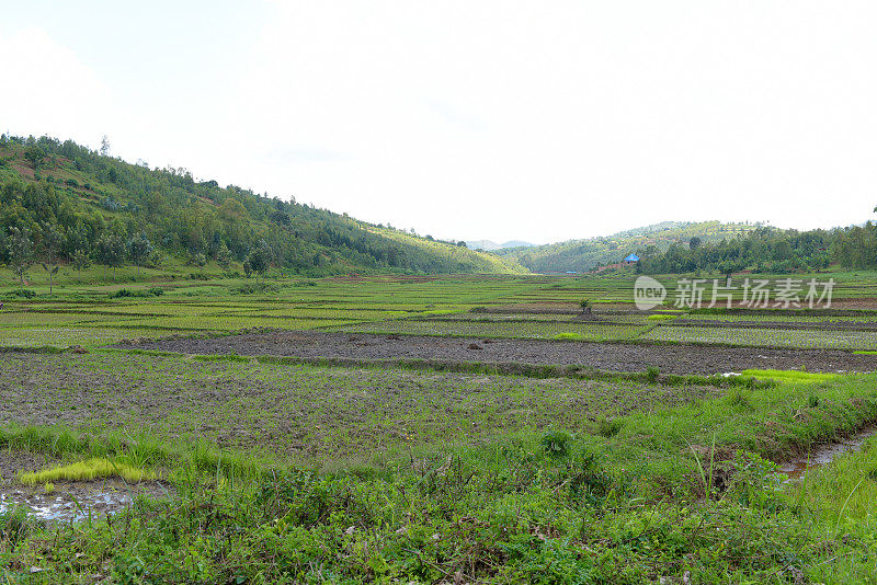 卢旺达Butare (Huye)附近的稻田